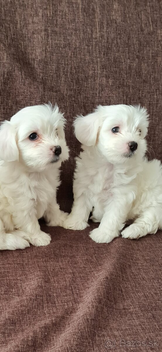Mini Maltezák - 3