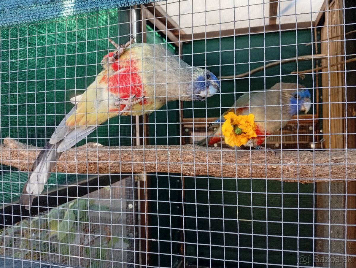 Papagáj červenobruchý - 3