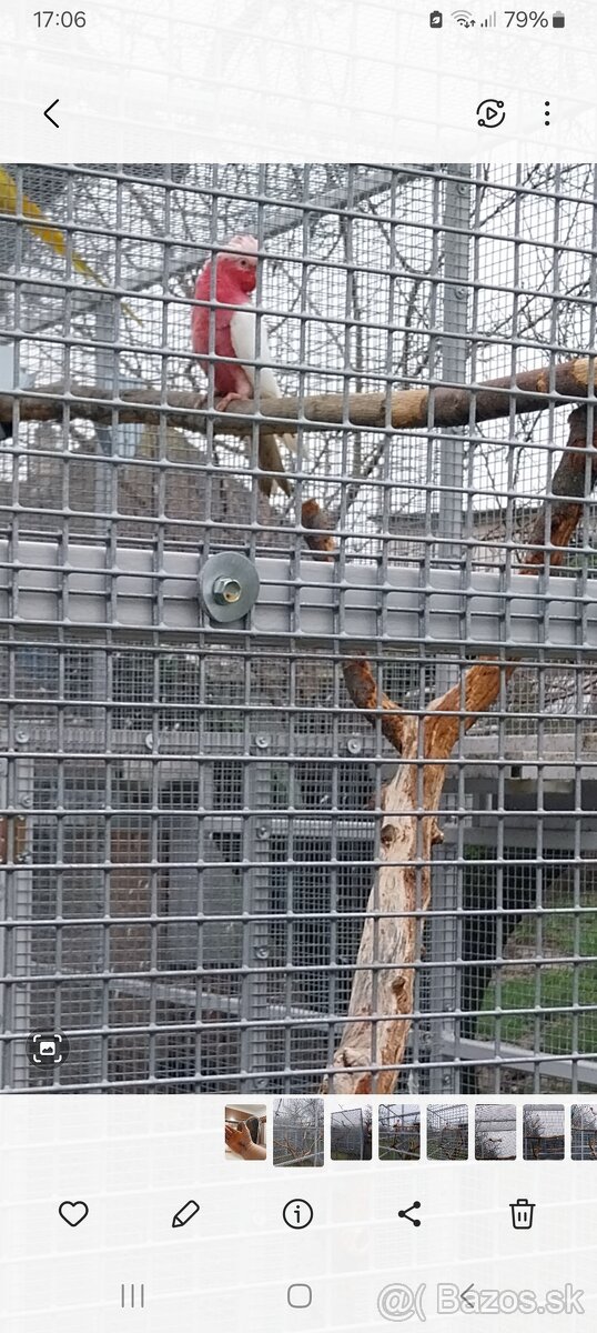 Kakadu Ružový Lutino. - 3