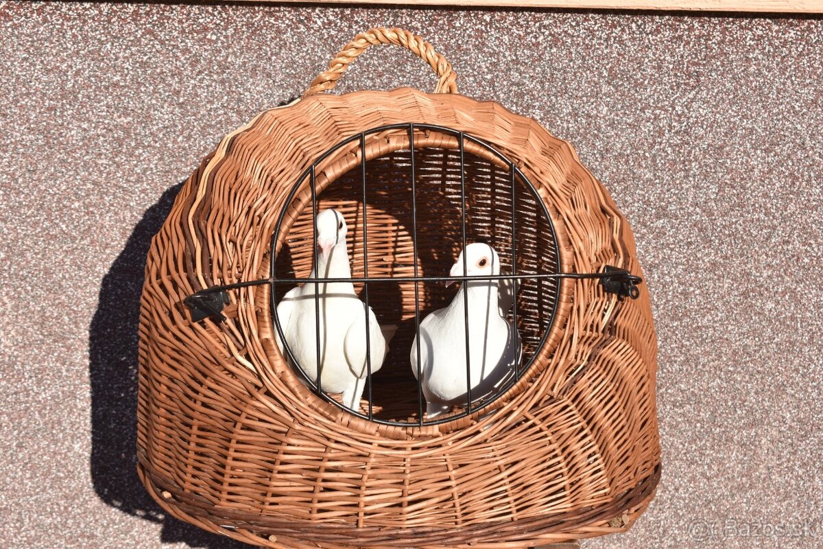 Ponukam svadobne postove holuby - 3