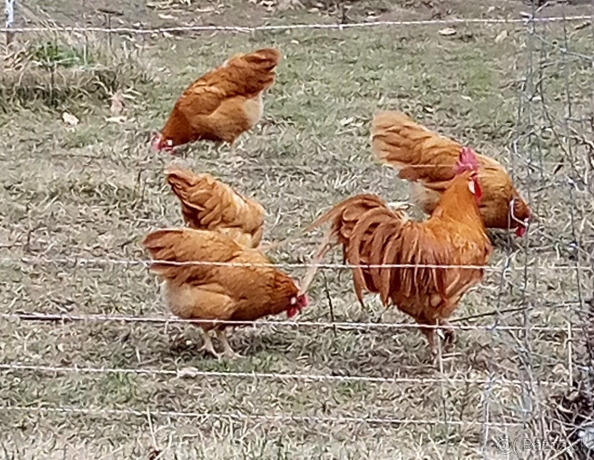 Vlaška žltá NV - 3