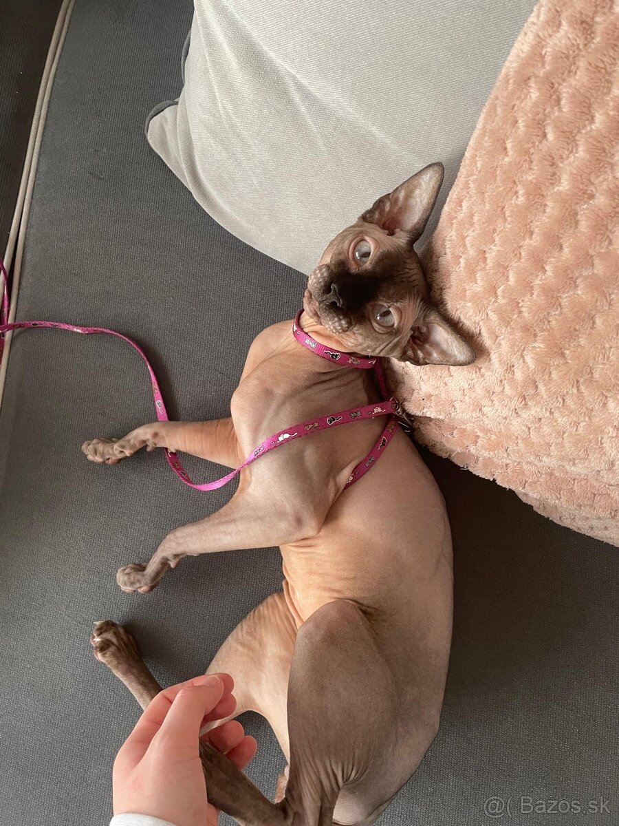 Kocúrik na krytie - 3