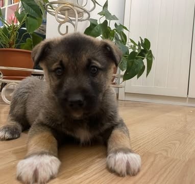 Predám šteniatka malamut × kríženec - 3