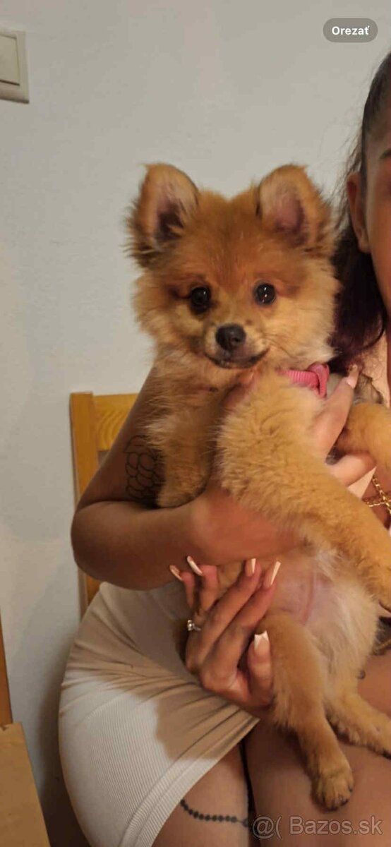 Pomeranian - 3