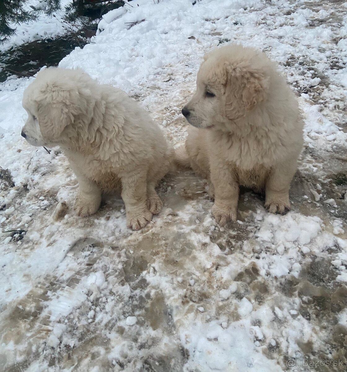 Slovenský čuvač - 3