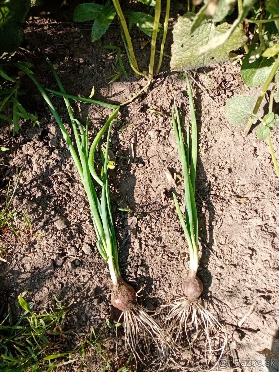 Kráčajúca poschodová cibuľa - 3