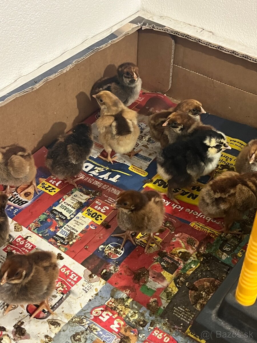 Predám kuriatka - 3