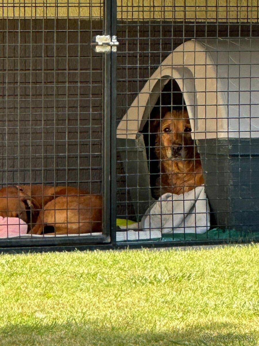 KLIETKA PRE DROBNÉ ZVIERATÁ - 3