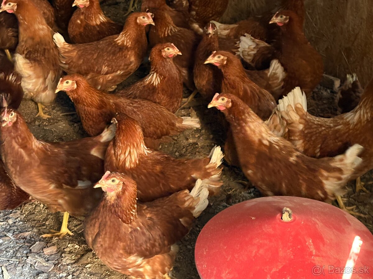 Sliepky Mládky Nosnice Lohman - 3