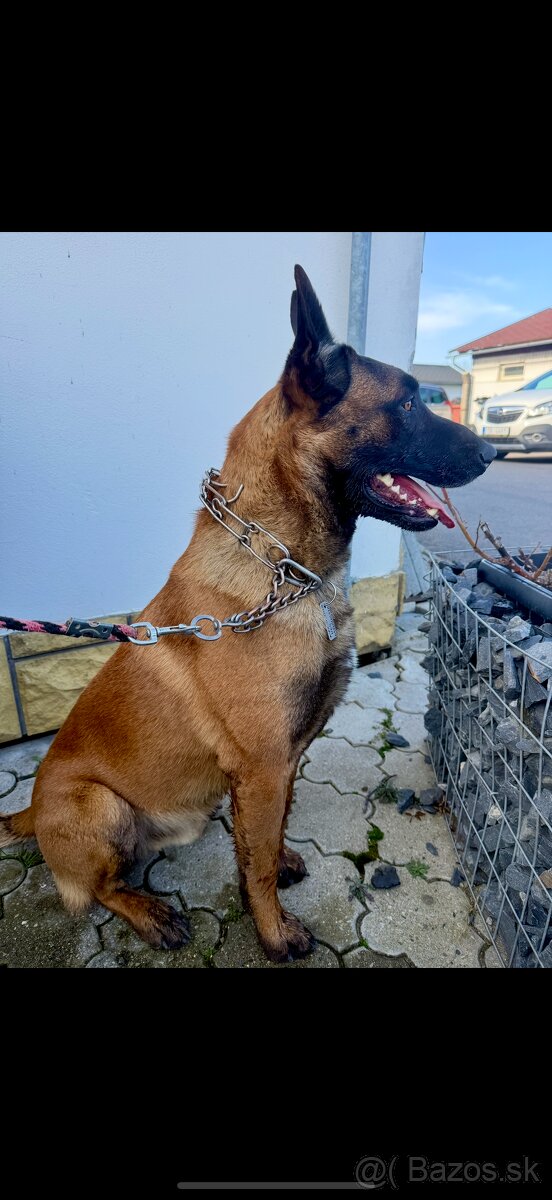 Belgický Ovčiak - 3