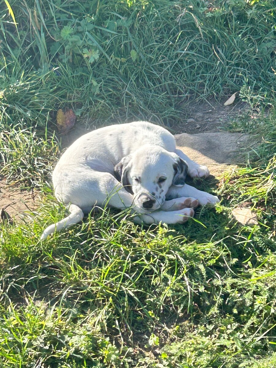 Darujem šteniatko - 3