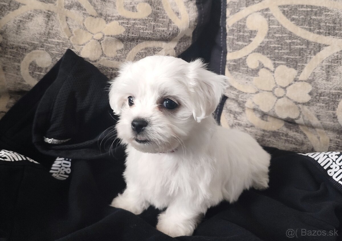 Maltezáz- šteniatka malého vzrastu - 3