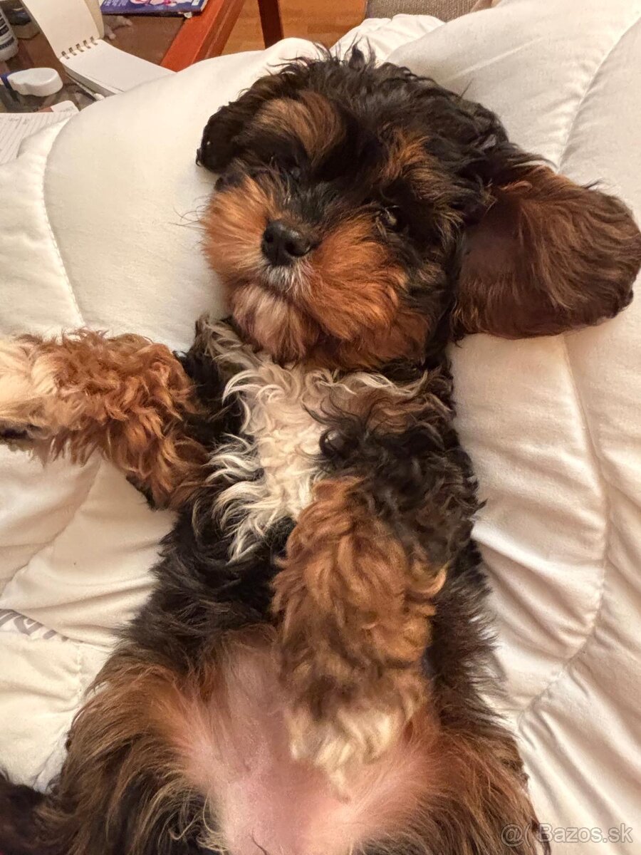 Cavapoo fenka Tricolor - 3