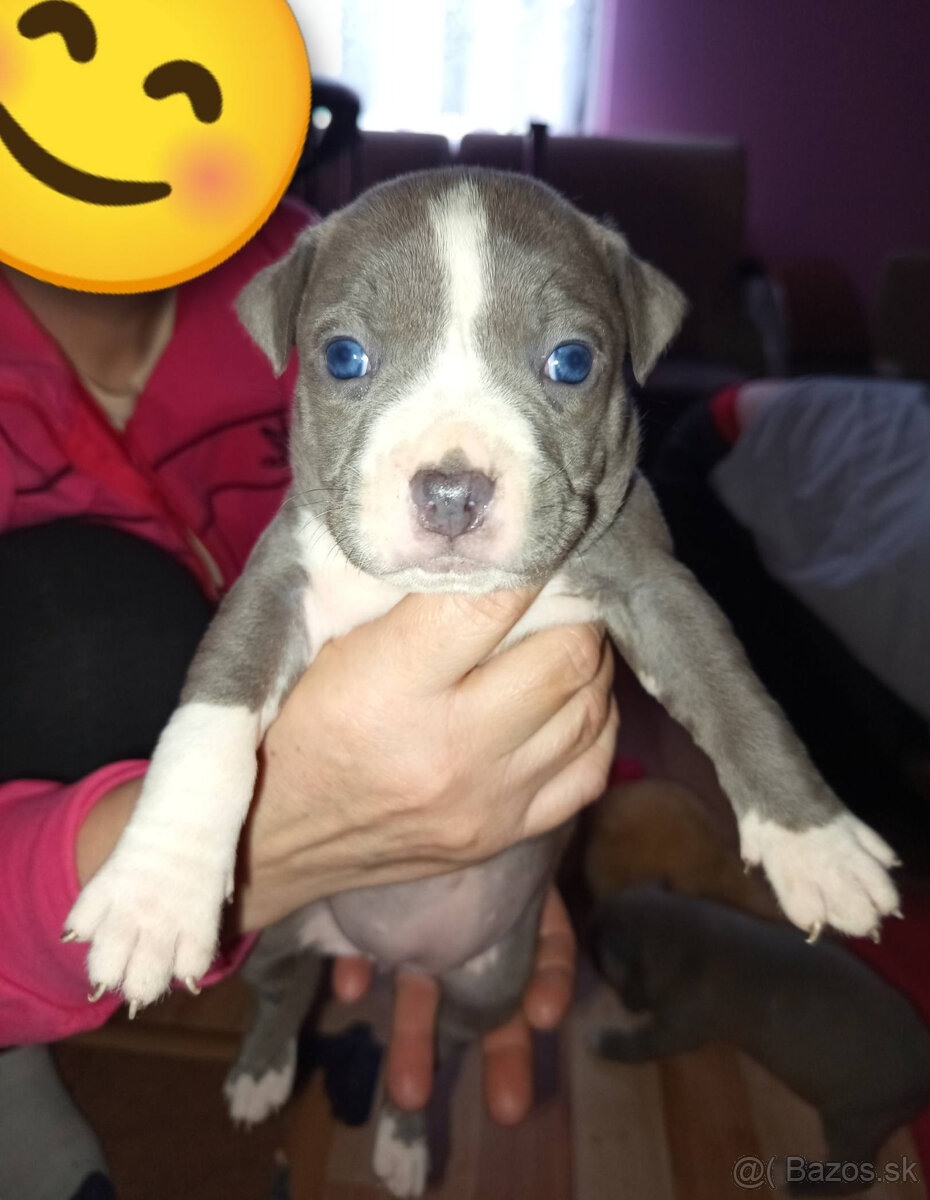 americky staforshier terrier - 3