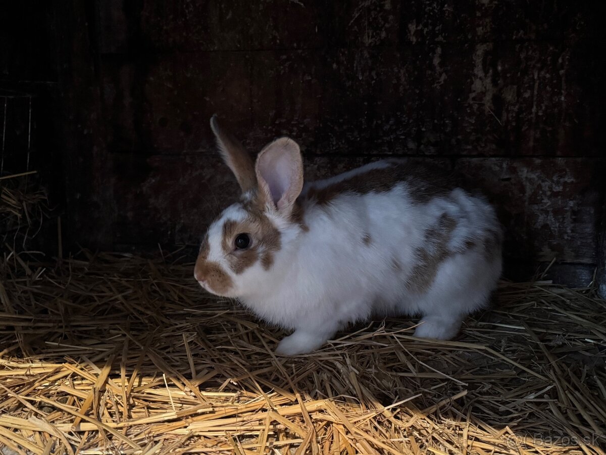 Králiky - 3