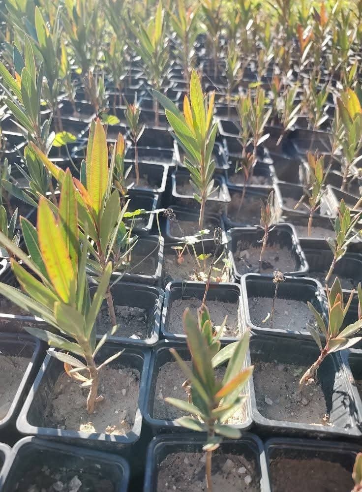 Mrazuvzdorné Oleandre - 3