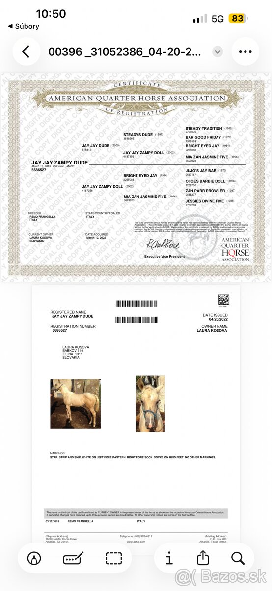Kobyla AQH / Quarter horse - 3
