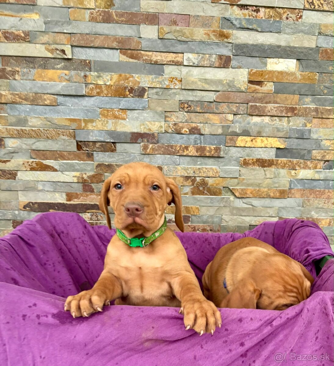 Maďarská vyžla šteniatka - 3