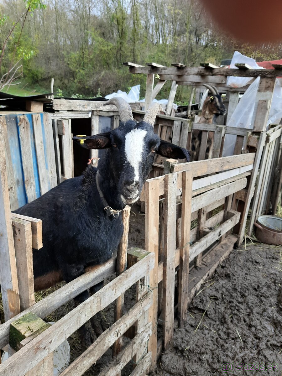 Predám koze a ovce - 3