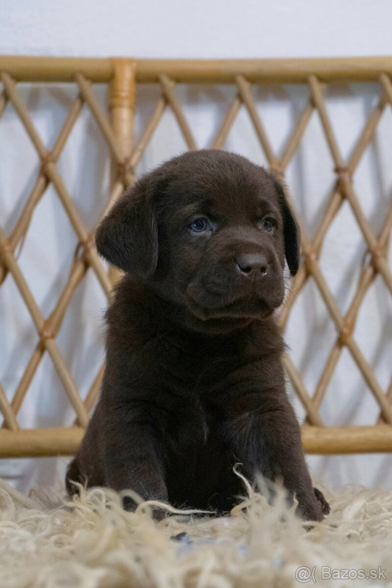 Šteniatka labrador retriever s PP, Labradorsky retriever - 3