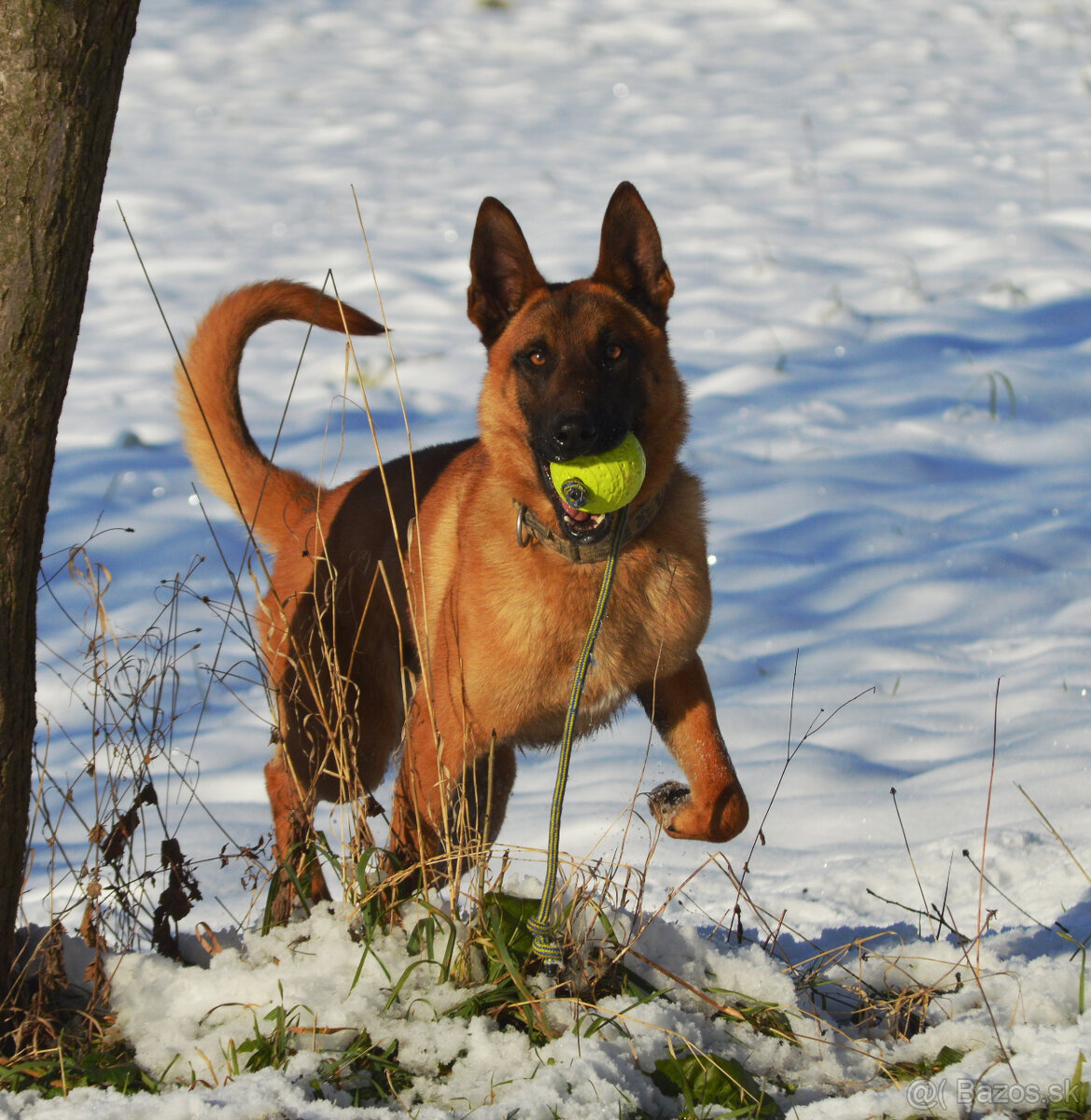 Belgický ovčiak malinois s PP - 3