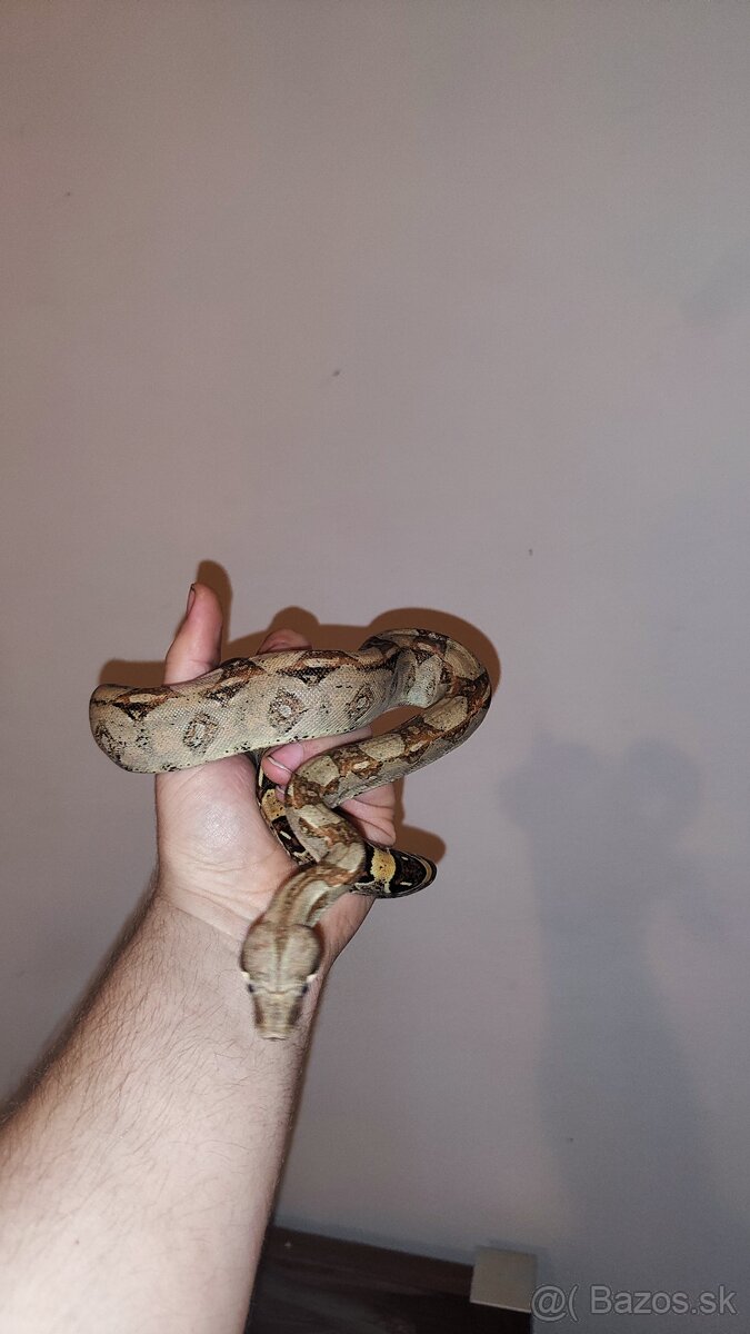Veľhad kráľovský a Pytón Kráľovský - 3