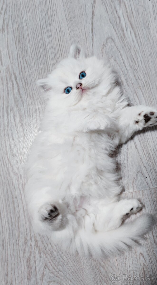 Britské mačiatka s PP na Vianoce❣️ - 3