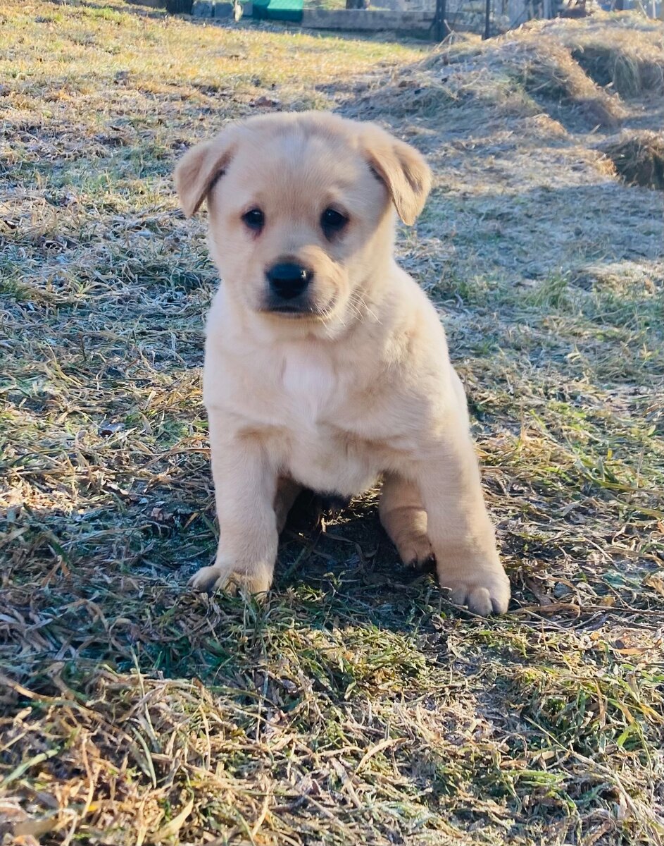 Šteniatka labrador - 3
