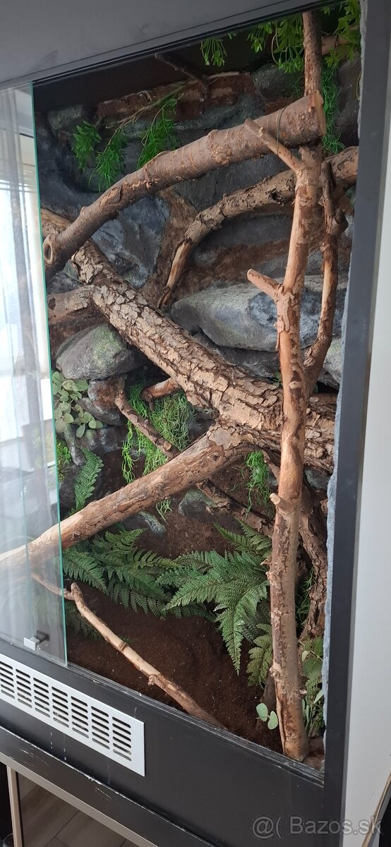 Terarium leguan - 3