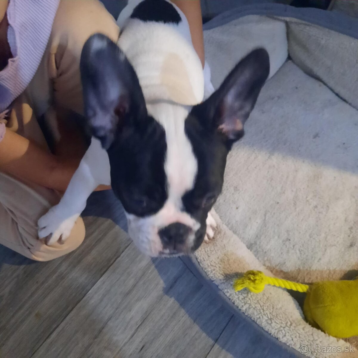 Francúzsky buldoček - 3