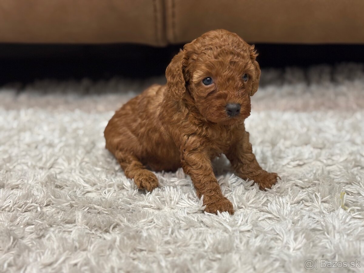 Pudel toy/ trpaslik - 3