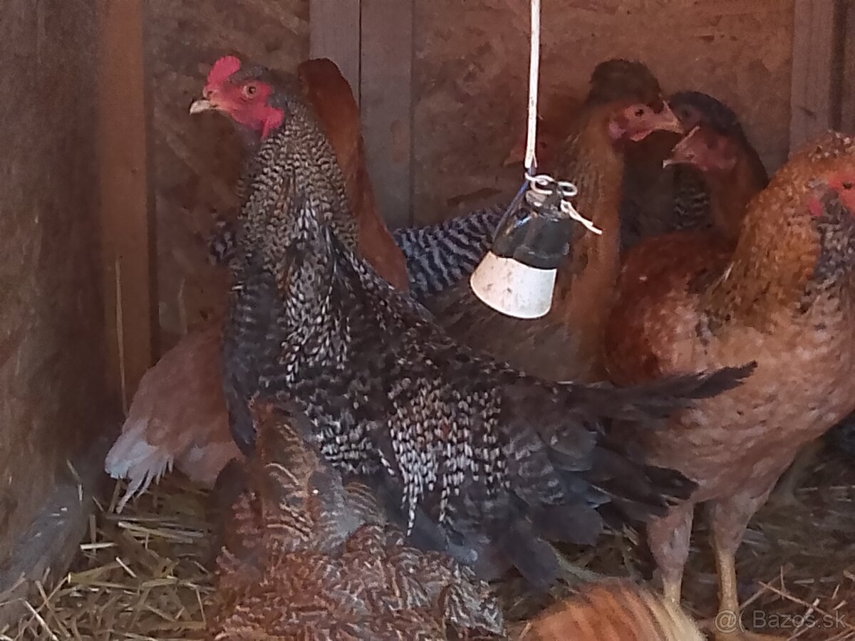 Predám mladých kohútov - 3