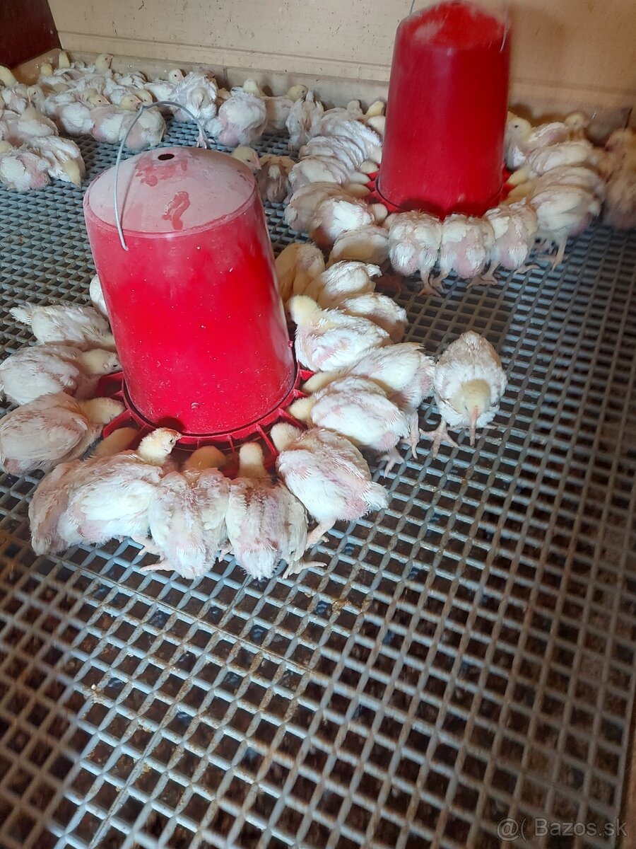 Predám brojlerové kurčatá - 3