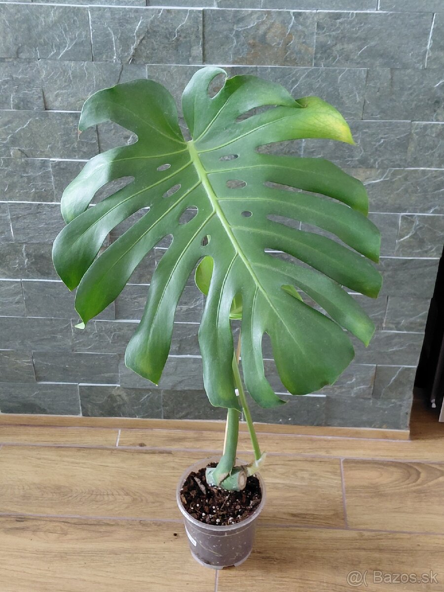 Odrezky monstera deliciosa - 3
