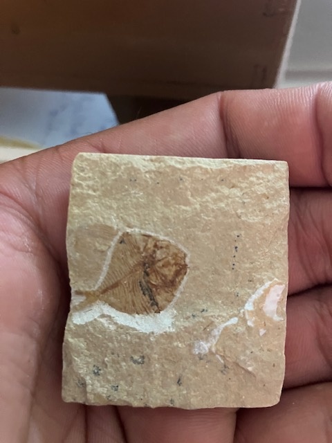 Fosília, skamenelina, rybka - inzerát č.4 Libanon - 3