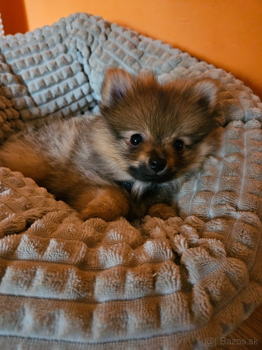 Predám šteniatko Nemeckého trpasličieho špica oranžoveho - 3