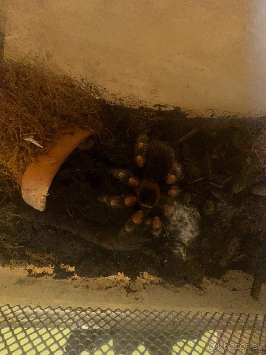 Predám pavúky / pavúk predaj . Tarantula - 3