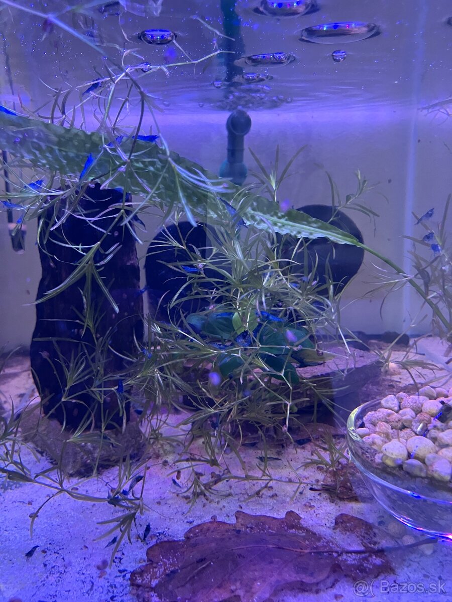 Neocaridina Blue dream - 3