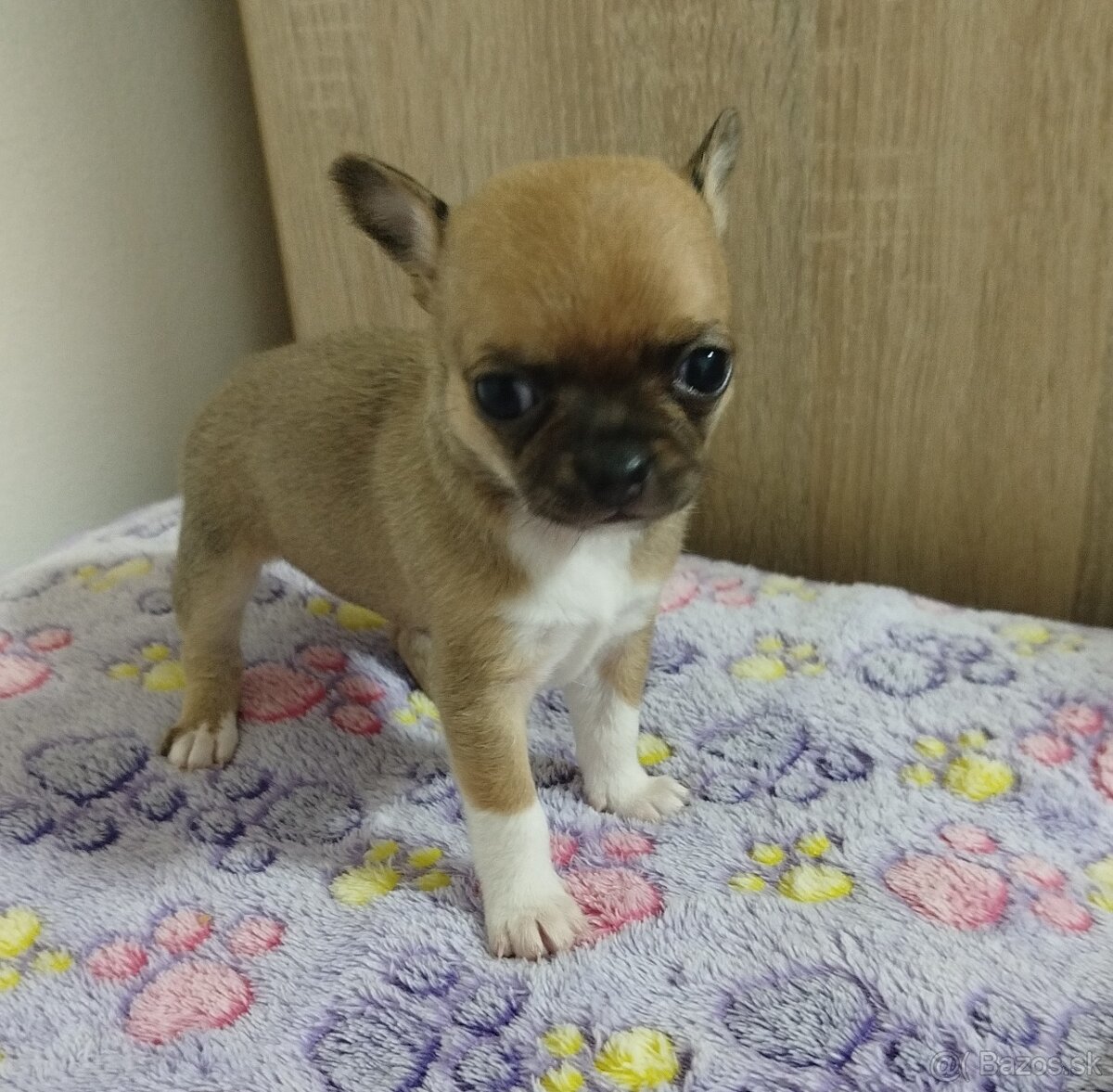 Čivava mini sučka krátkosrsta - 3