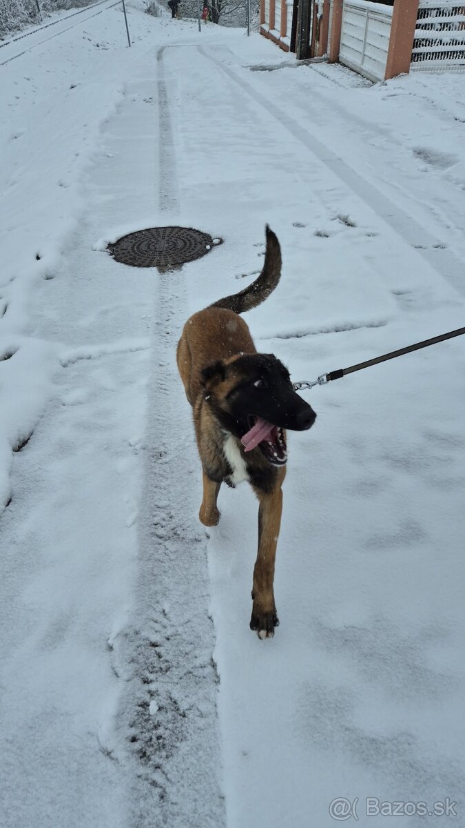 Darujem do dobrých rúk - 3