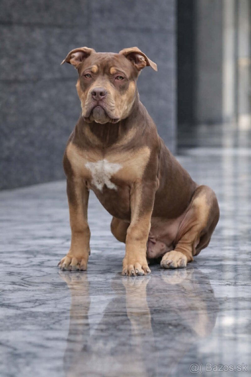 🔥 American Bully Xl 🔥 - 3