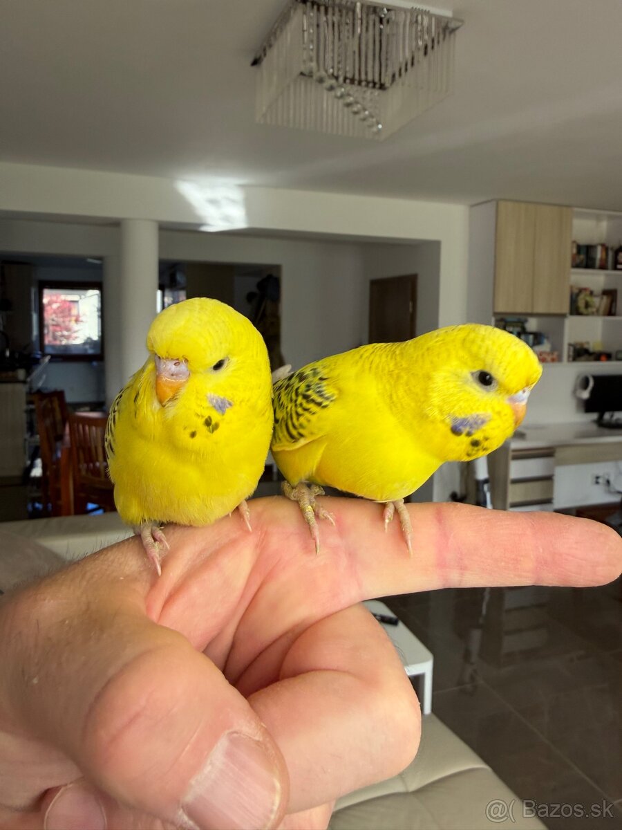 Andulka TCB Maznačik - 3