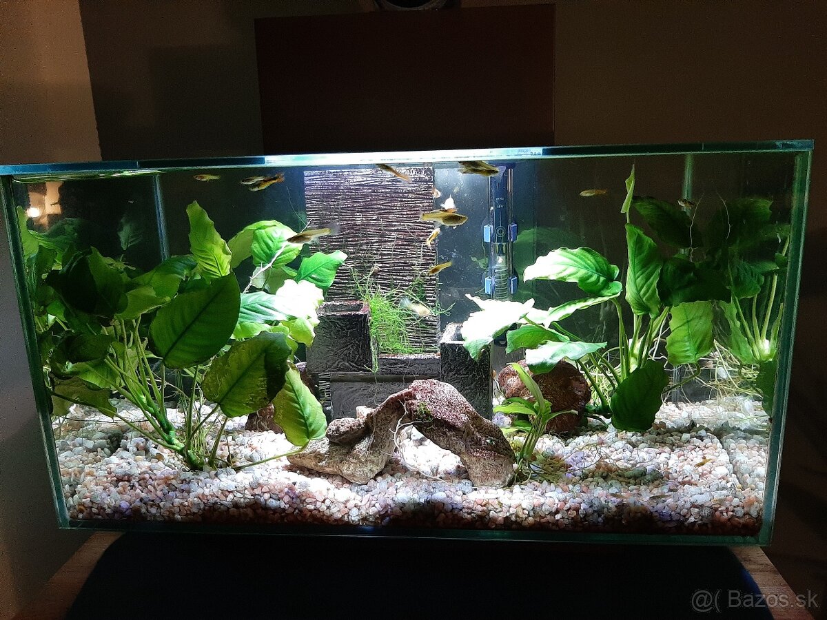 Predaj Akvarium Fluval edge komplet aj s rybickami - 3