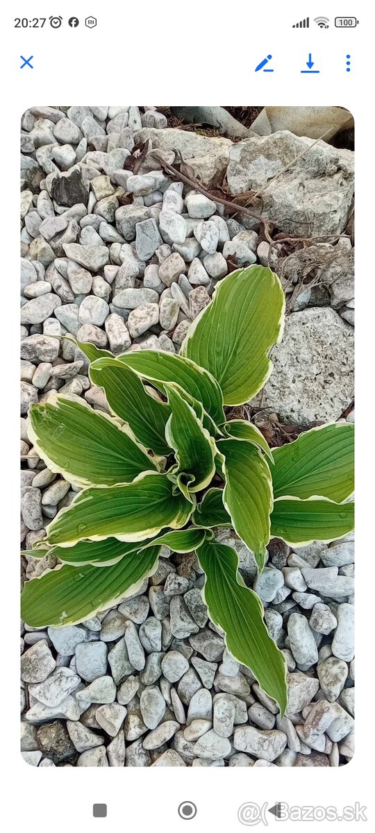 Hosta koreň,funkia , bohyska, - 3