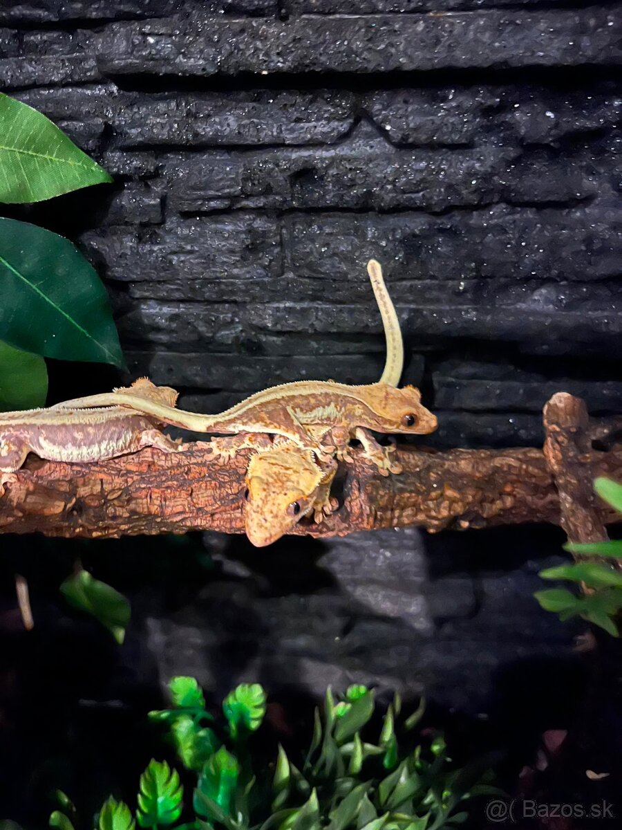 Pagekon riasnaty - 3