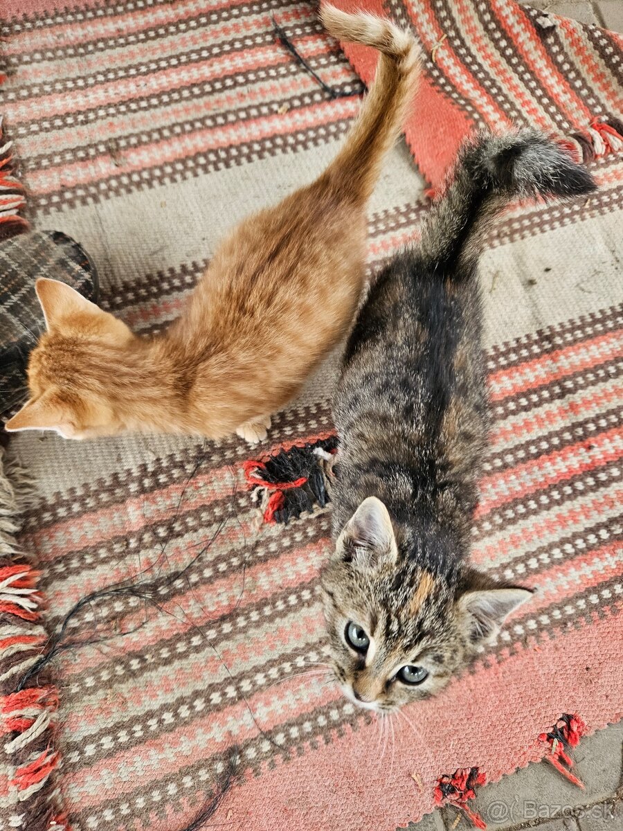 Darujem mačiatka - 3