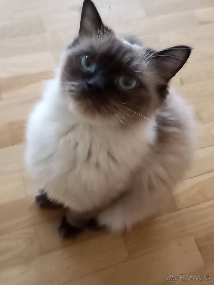 Ragdoll mačka - 3