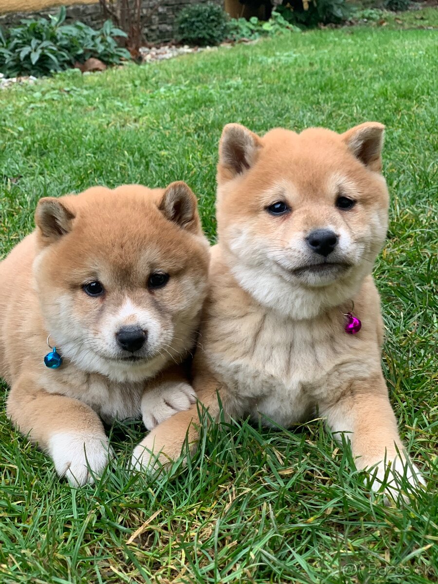 Shiba inu - 3