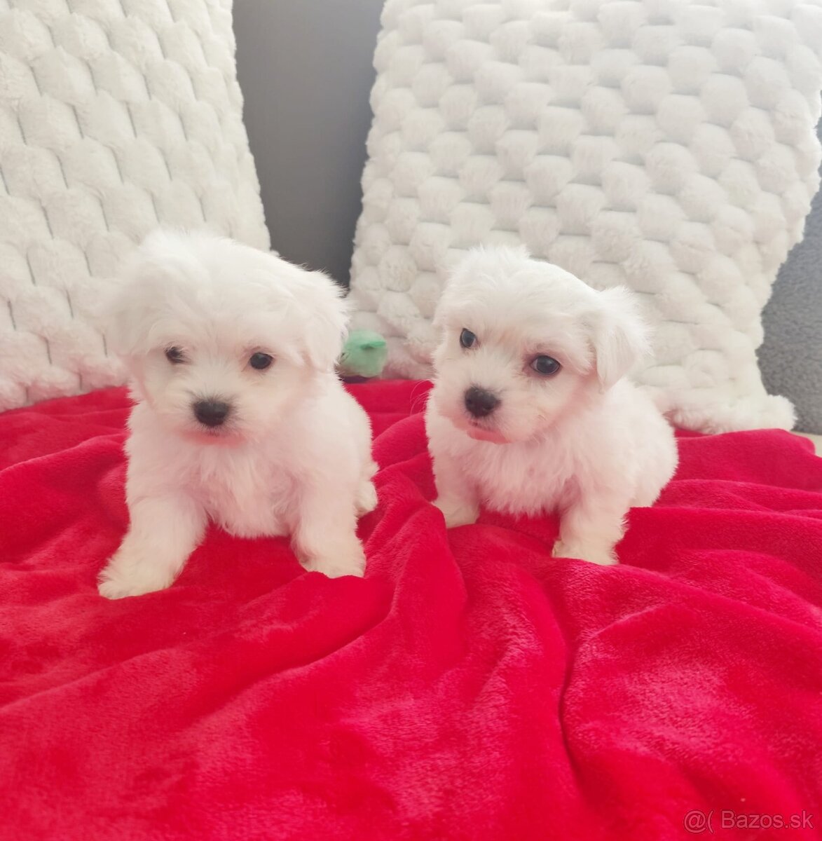 Maltezsky psík, maltezák, maltez - 3