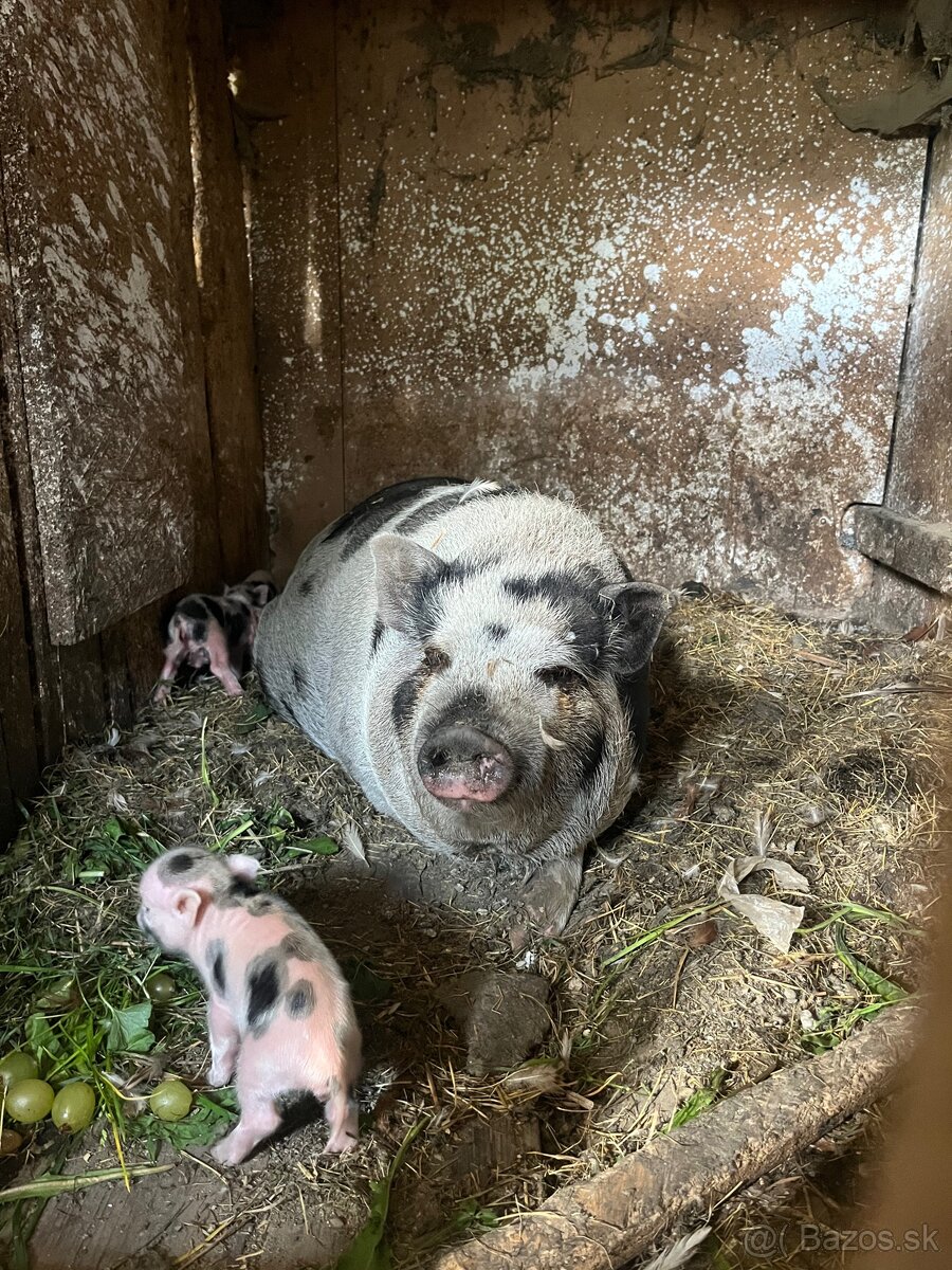 Gottingenske mini prasiatka - 3